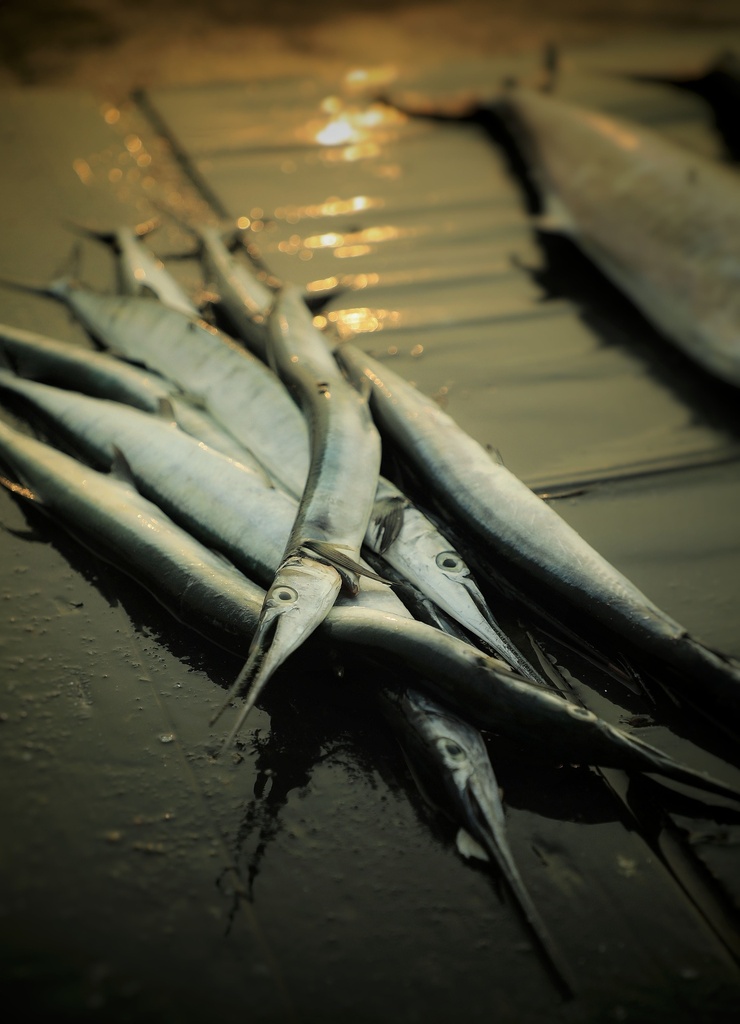 Fresh Batalay Fish