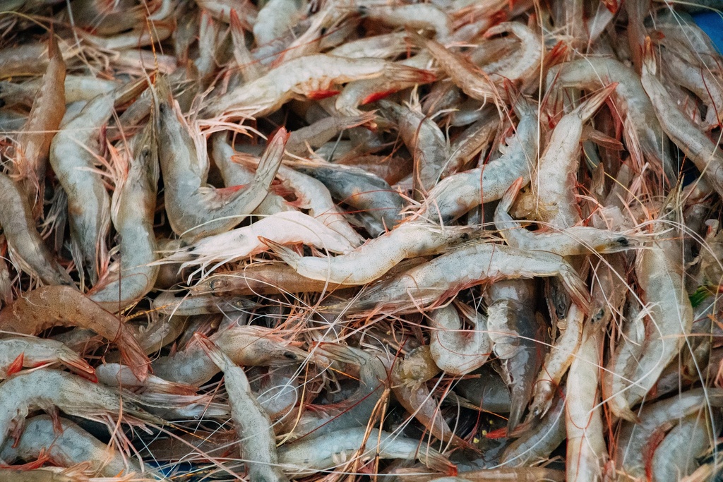 Frozen White Suahe (500g/pack)