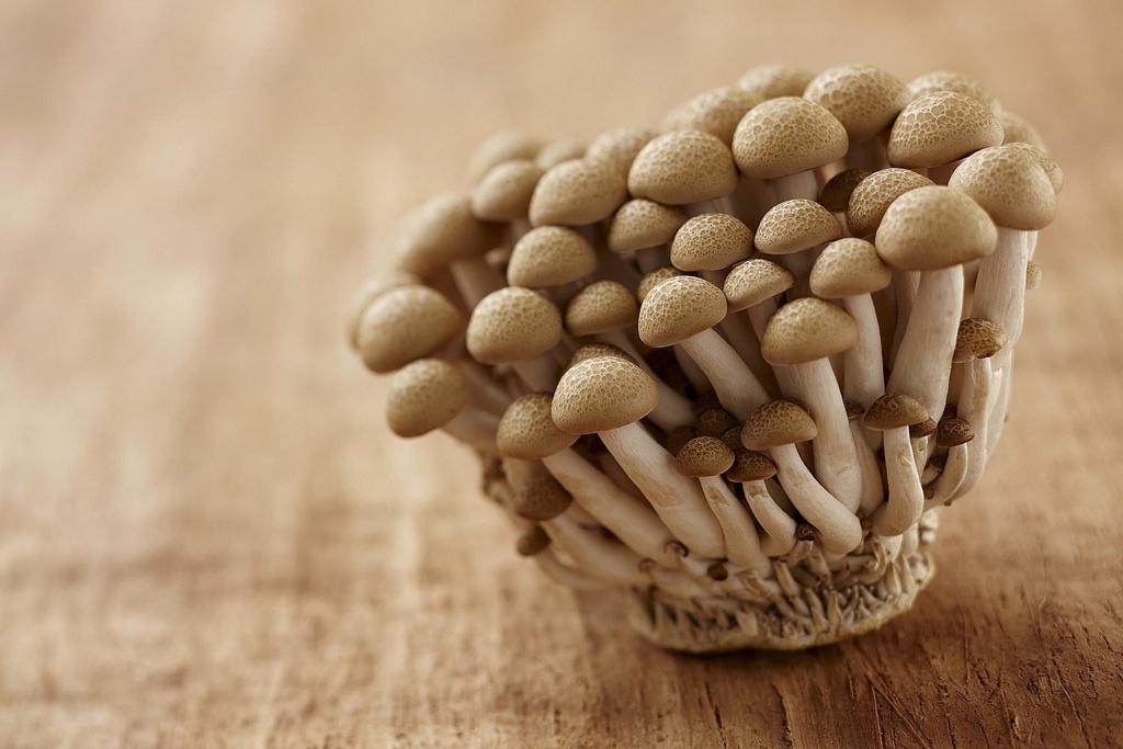 Mushroom Beech