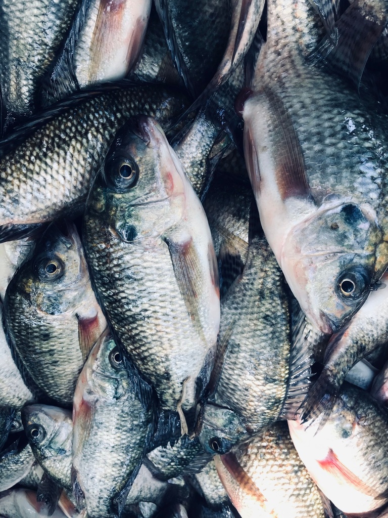 Frozen Tilapia (400-500/pack)