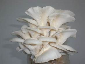 Mushroom Oyster (100g/pack)