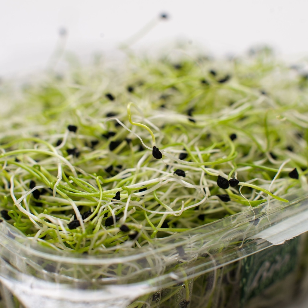 Alfalfa (PER PACK)