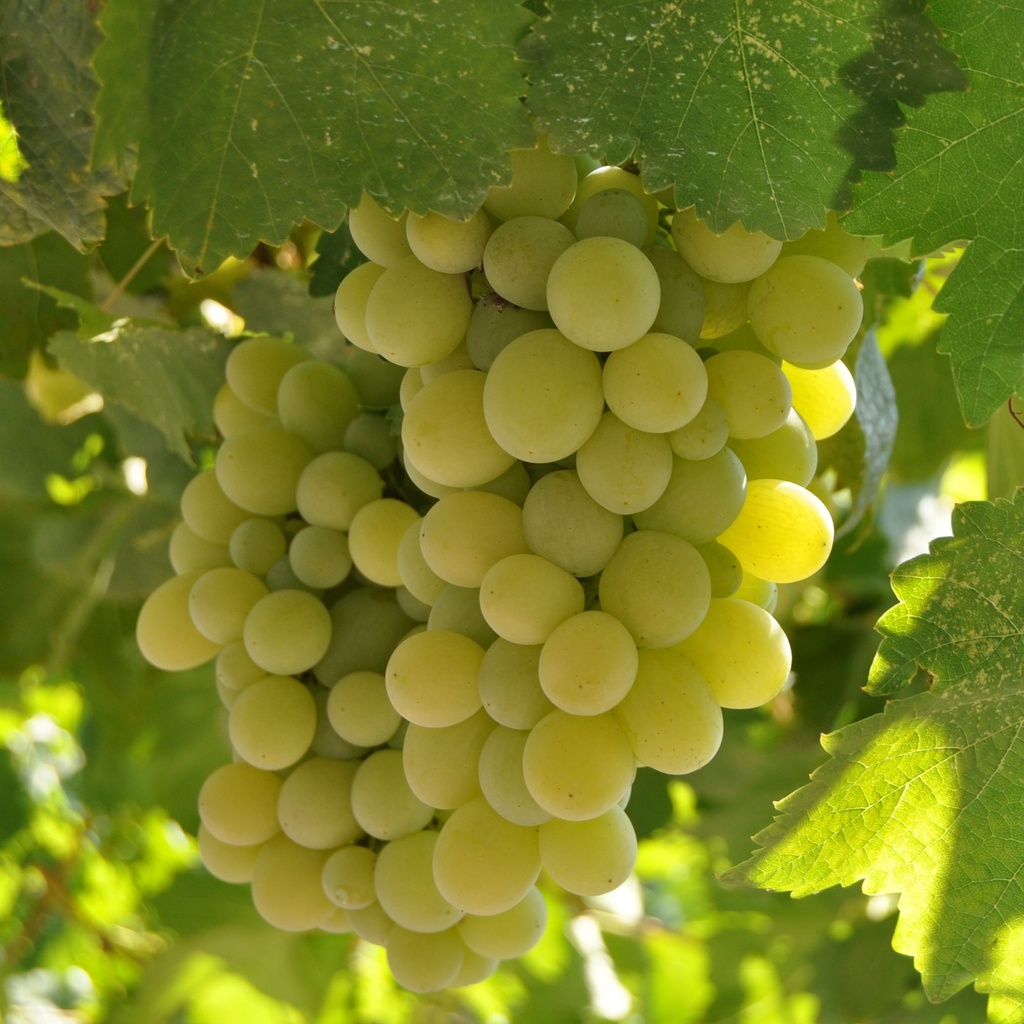 Australian Ivory Green Grapes (Box) - Pc