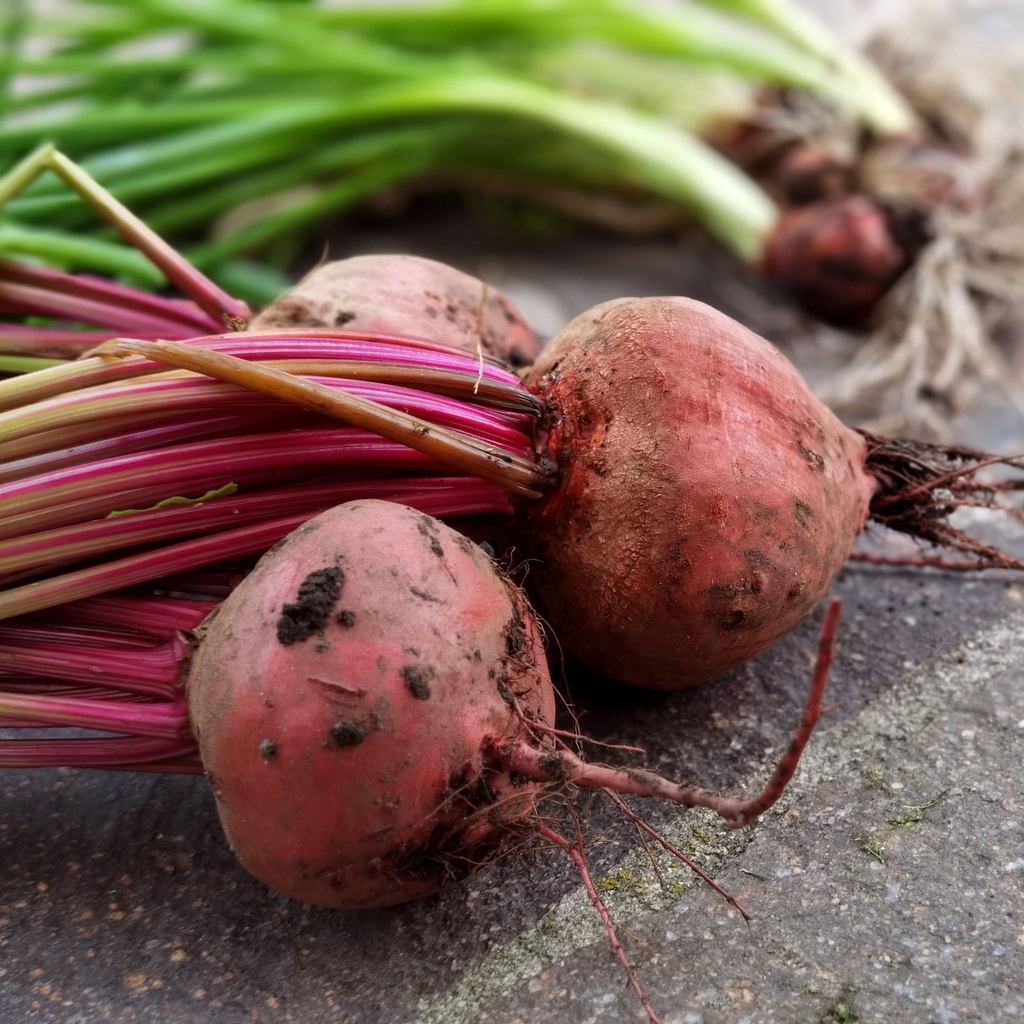 Beets Sugar Red