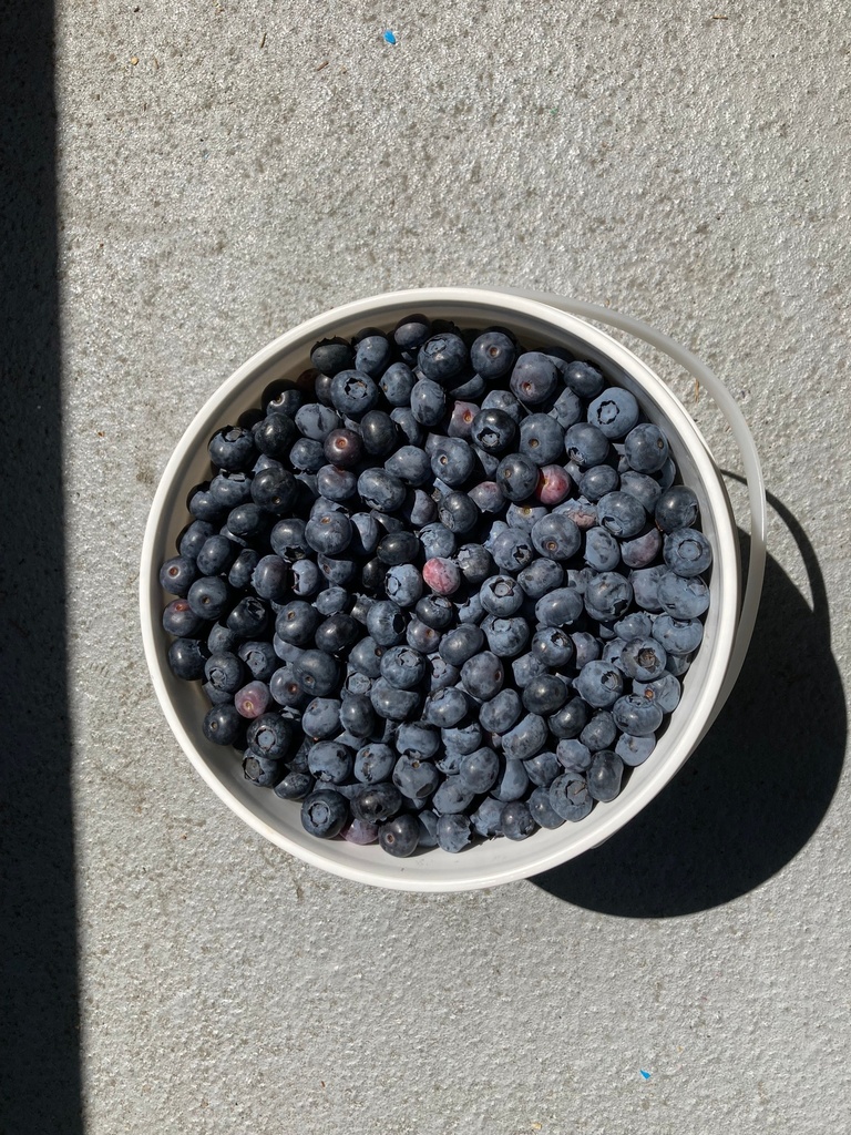 Blueberry Grande Brande - Box