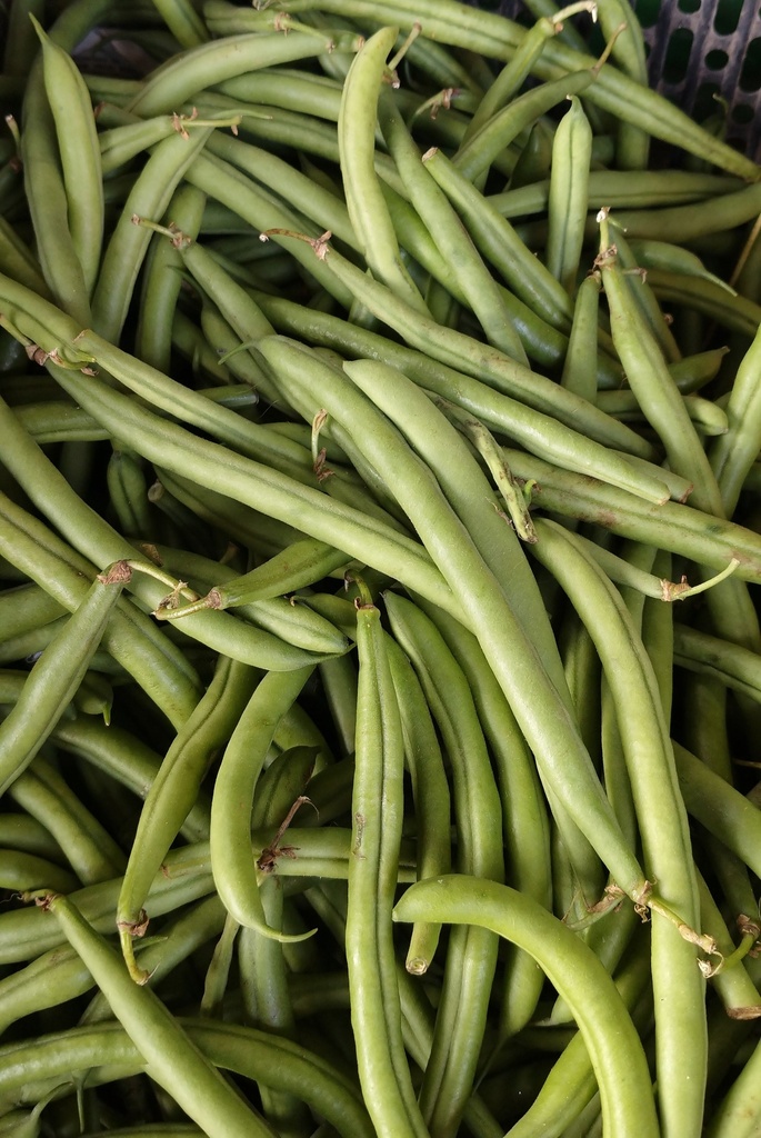 French Beans Wholesale