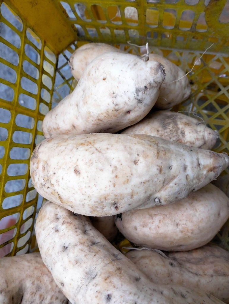 Kamote White Wholesale