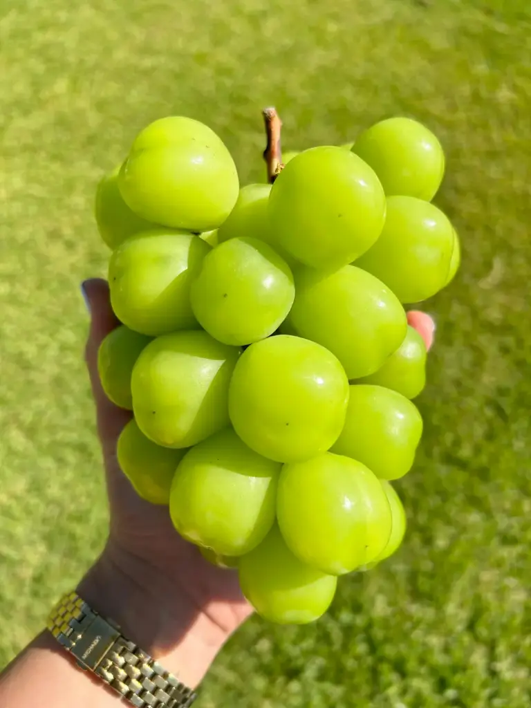 Muscat Grapes - Pc