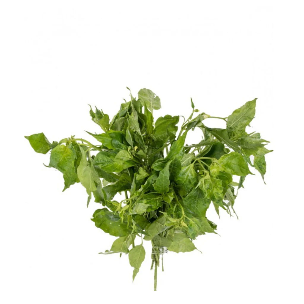 Sili Leaves