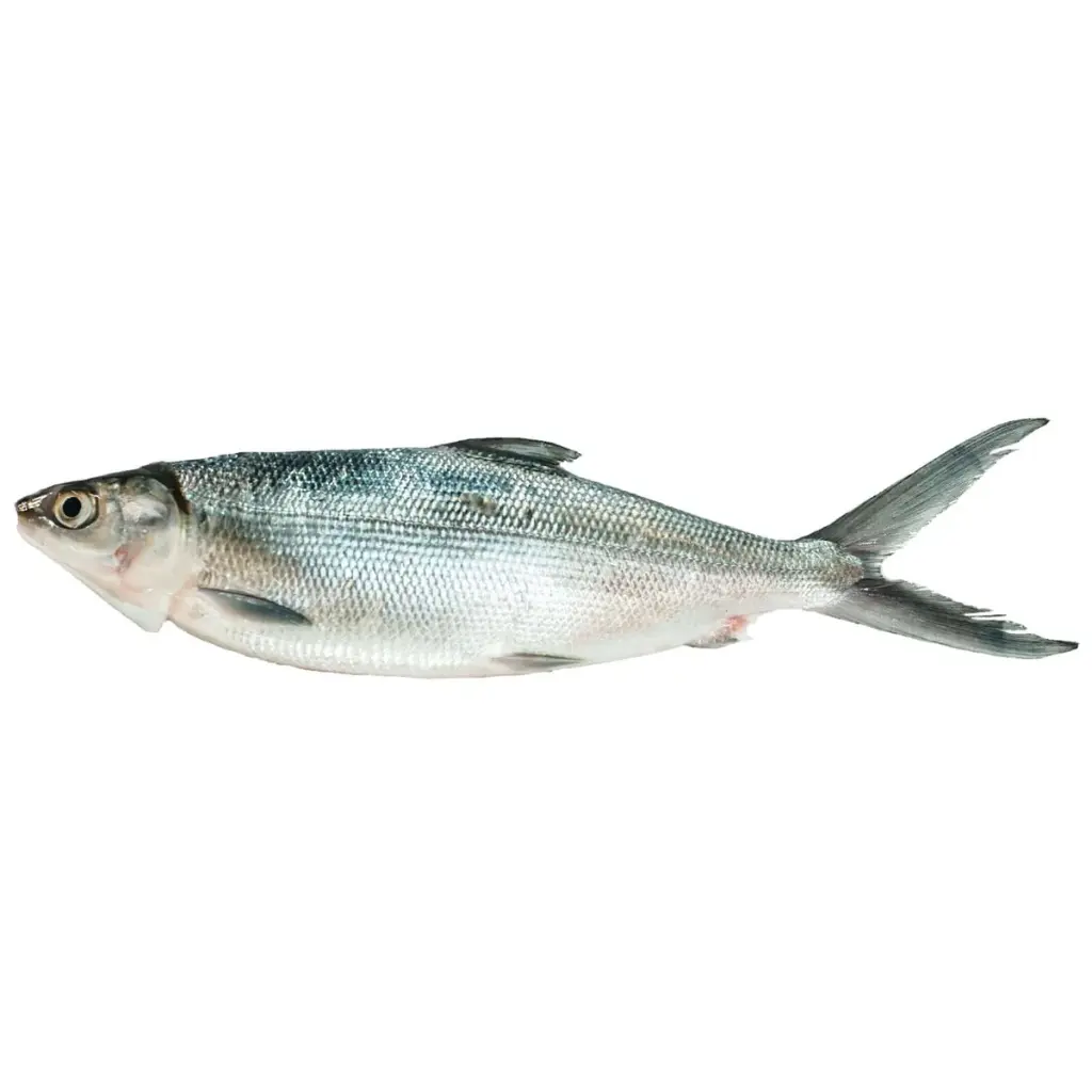 Bangus - Kg
