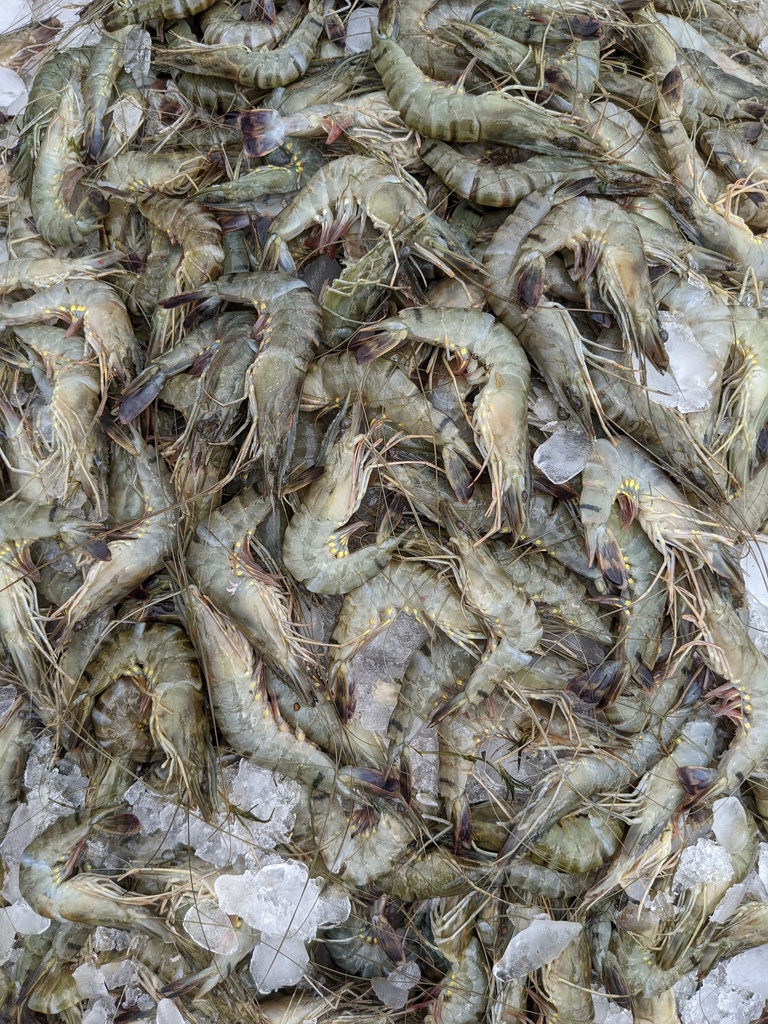 Fresh Shrimp