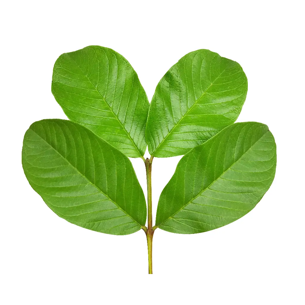 Guava leaves