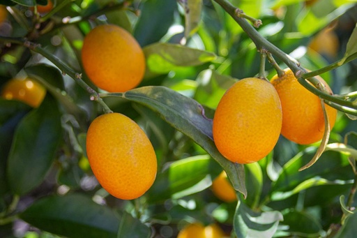 Kumquat (12packs/box)