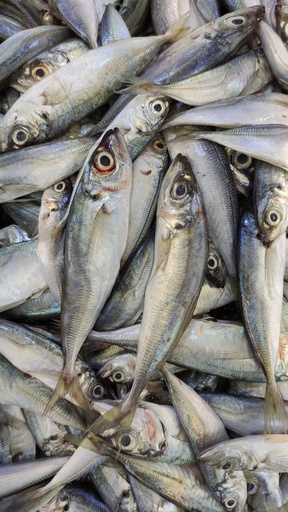 Fresh Galunggong