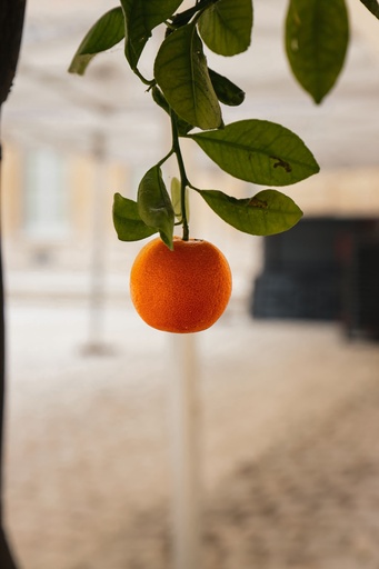 Ganna Orange