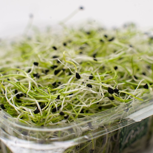 Alfalfa (PER PACK)