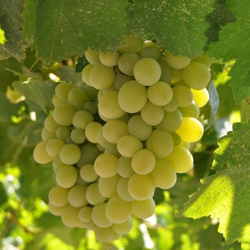 Australian Ivory Green Grapes (Pack) -Pc