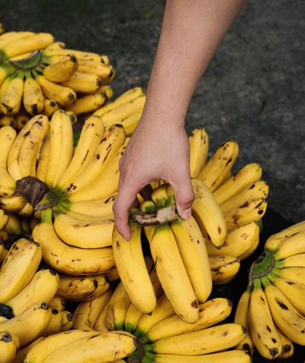 Banana Lakatan Wholesale