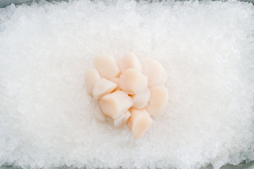 Fresh Scallop
