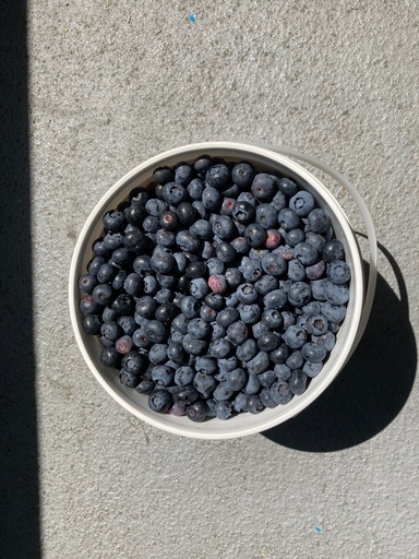 Blueberry Grande Brande - Pack