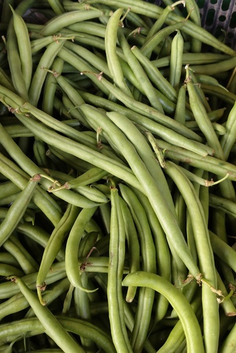 French Beans Wholesale