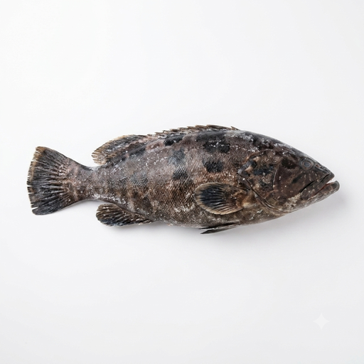 Frozen Black Lapu Lapu