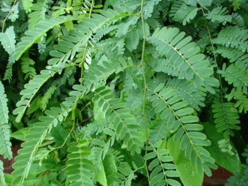 Sampaloc Leaves