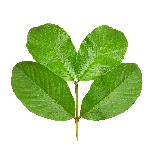 Guava leaves